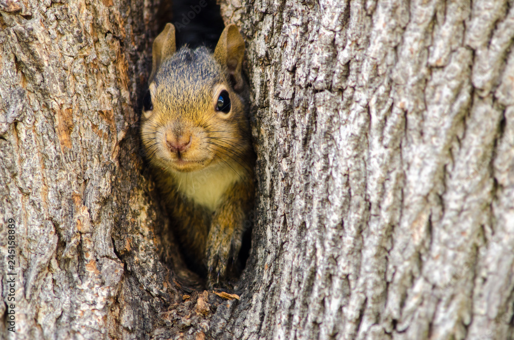 Wall mural adorable squirrel peers from trunk of hollow tree with innocent and curious eyes