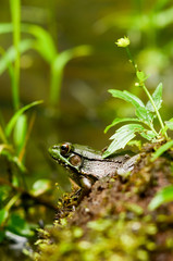 Frog close up near moss and plants in candid intimate nature scene