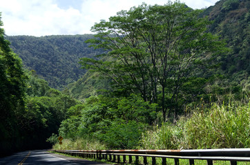 Fototapeta premium Strasse in der Nähe vom Waipi'o Valley, Big Island, Hawaii