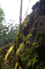 Moos Nahaufnahme in der Nähe von Waipiʻo Valley, Big Island, Hawaii