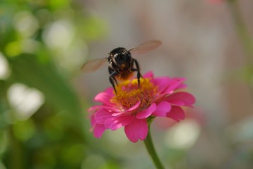 Hummel