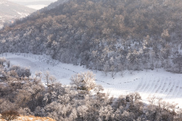 beautiful snowy white winter landscape, forest snowy road