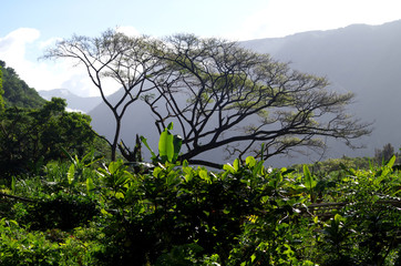 Waldstück in der Nähe vom Waipiʻo Valley, Big Island Hawaii