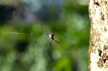 Spinne im Netz auf Big Island, Hawaii