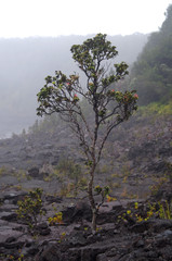 Pflanzen und Lavagestein im Volcano National Park auf Big Island, Hawaii