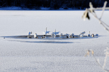 white swans on the winter lake