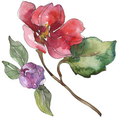 Red and purple camelia floral botanical flower. Watercolor background set. Isolated camelia...
