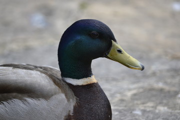 male mallard duck