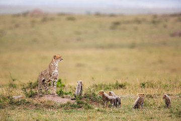 This cheetah mother had 6 cubs she was skinny and looking for food in the Masai Mara National Park in Kenya