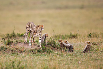 This cheetah mother had 6 cubs she was skinny and looking for food in the Masai Mara National Park in Kenya