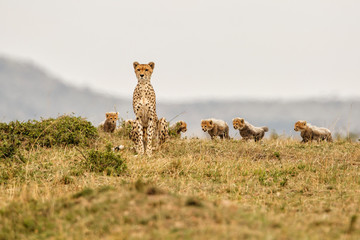 This cheetah mother had 6 cubs she was skinny and looking for food in the Masai Mara National Park in Kenya © henk bogaard