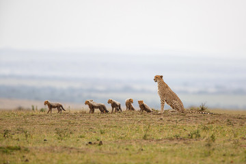 This cheetah mother had 6 cubs she was skinny and looking for food in the Masai Mara National Park in Kenya