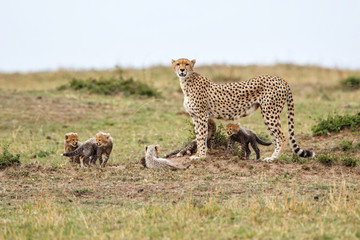This cheetah mother had 6 cubs she was skinny and looking for food in the Masai Mara National Park in Kenya
