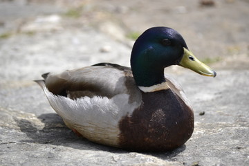 mallard duck
