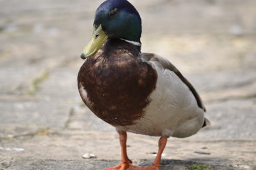 mallard duck
