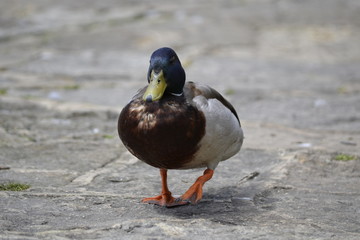 duck