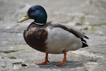 mallard duck