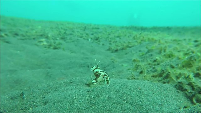 Mimik-Oktopus