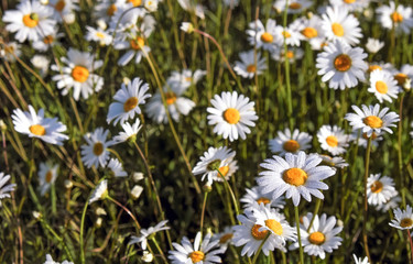 Nature background with blossoming daisy flowers close up in sunny day.