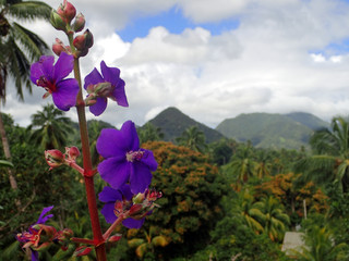 Beautiful close up of tropical purple flower with red stem against a backdrop of lushly  covered...