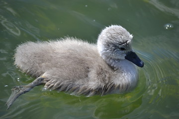 swan on lake