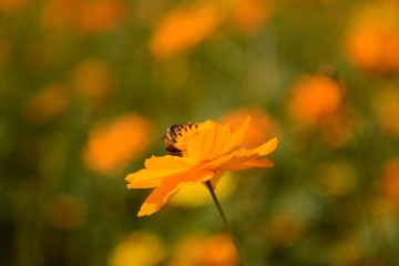 Macro photo of a bee close up, starburst flower summer yellow leaf field background grass flowers...