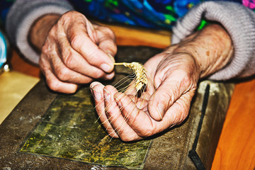 Old grandmother examines ripe wheat ear in palms