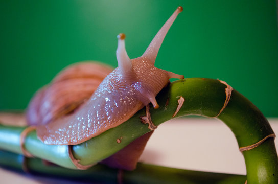 snail Achatina fulica on bamboo,