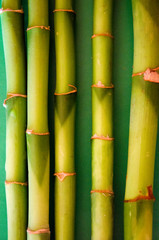 Fototapeta premium tropical green bamboo