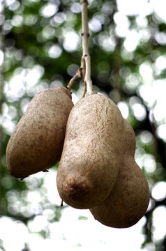 Leberwurstbaum, Kigelia, auf Oahu, Hawaii