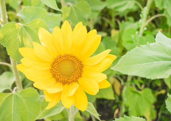 Sunflower natural background. Sunflower blooming. Close-up of sunflower. Field of blooming sunflowers. Yellow summer flowers.