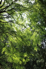 Fototapeta premium 新緑の森