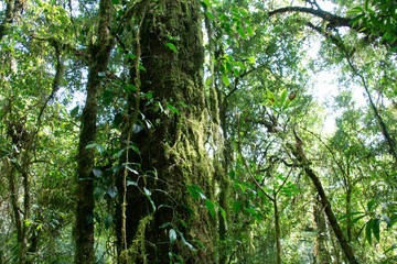 Fototapeta premium group of big tree with fern
