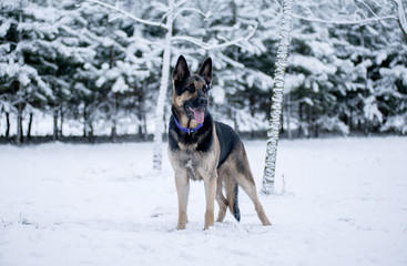 Fototapeta na wymiar Is worth shepherd in snow ate. Eastern European shepherd winter
