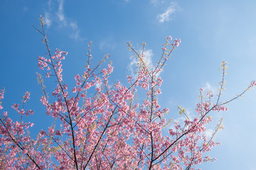 Wild Himalayan Cherry blossoms and blue sky in Khunwang, Chiang Mai, Thailand.