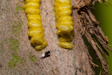 A row of bright yellow cocoons and a fly on a leaf in India