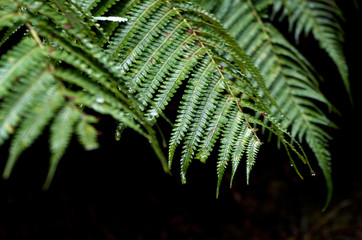 Grüner Farn im Volcano National Park auf Big Island, Hawaii