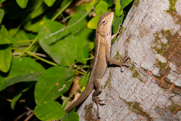 Lizard on a tree in West Bengal in India