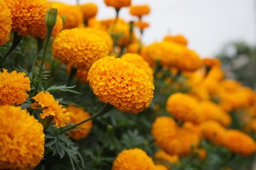 Houseplant ornamental garden, orange marigold flower backyard crop