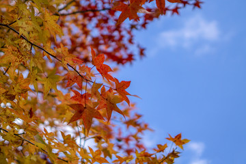 Beautiful background of seasonal colorful trees with copy space blue sky in autumn style at Yufuin. Oita, kyushu, Japan