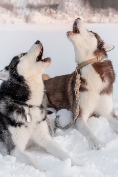 Two husky dogs howl with their faces up. Siberian huskies dogs ie on the snow crying and singing
