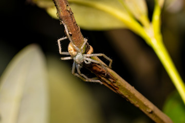 Light translucent spider on a twig in India
