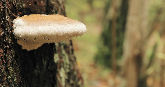Berezinsky Biosphere Reserve, Belarus. Polypore Fungus On Tree Trunk In Autumn Rainy Day. Polypores Are Also Called Bracket Fungi, And Their Woody Fruiting Bodies Are Called Conks