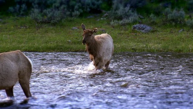 Yellowstone National Park -  Spectacular shot of a two elks crossing a swift-running river at sunrise or sunset.