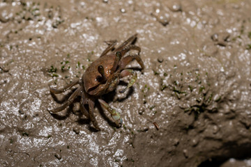 A small crab in the mud of mangroves in the Sundarbans in India