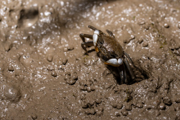 A small crab next to its burrow in mangroves in the Sundarbans in India