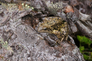Brown frog (Rana temporaria) in the rain on lake Duisitzkar, Styria - Austria