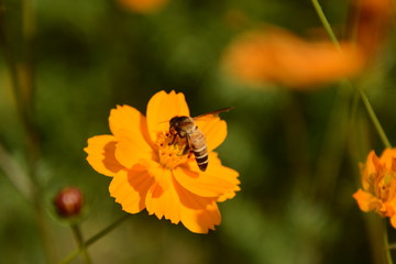 Macro photo of a bee close up, starburst flower summer yellow leaf field background grass flowers nature season garden park.