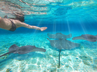Girl snorkeling scuba with sharks and manta ray over reef in underwater Paradise. Turquoise sea in...