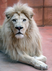 Male white lion is lying in the aviary of the zoo and looking into the camera. Close up